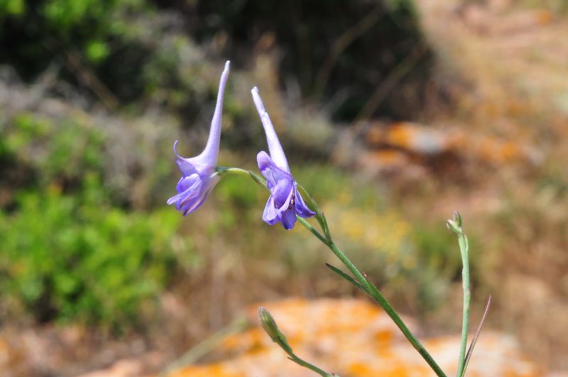 Delphinium peregrinum ??